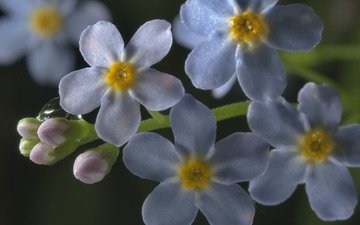 цветы, макро, роса, капля, незабудки, голубые