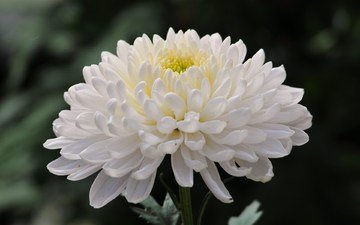 cvetok, foto, xrizantema