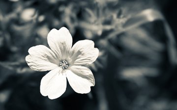 цветок, лепестки, чёрно-белое, makro, belyj, seryj