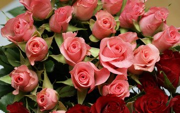 cvety, rozy, raznye, розовые розы