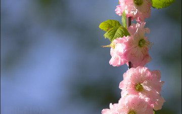ветка, цветение, весна, сакура, cvety, raznoe, pejzazh