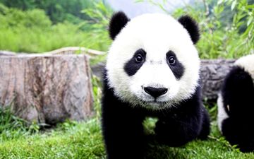 морда, лапы, панда, бамбуковый медведь, большая панда