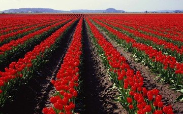поле, тюльпаны, голландия