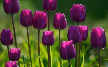 цветы, бутоны, лепестки, тюльпаны, фиолетовые, tyulpany, fioletovye, klumba