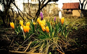 сад, весна, оранжевый, крокусы