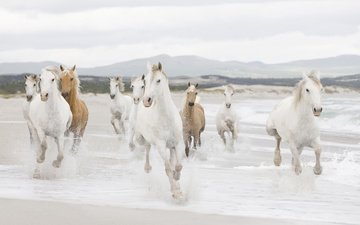 берег, море, песок, побережье, лошади, кони, табун