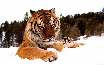 тигр, морда, снег, лес, зима, лапы, взгляд, хищник