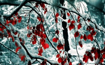 деревья, снег, природа, листья, зима, ветки
