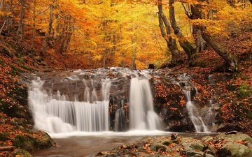 деревья, природа, лес, листва, водопад, осень, опадающая