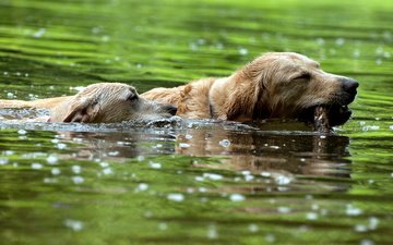 река, собаки, плавают, золотистые ретриверы