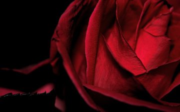 цветок, роза, красная, бархатная, макро черный фон