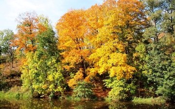 деревья, река, природа, лес, осень, чехия