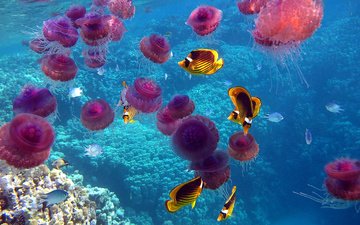рыбы, океан, медузы, кораллы, подводный мир