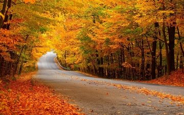 дорога, лес, осень, желтая листва