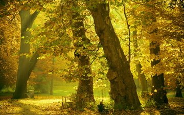 деревья, природа, листья, парк, стволы, осень, скамейки, осенние листья
