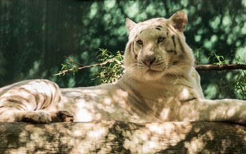 тигр, природа, белый, лежит, хищник, бревно, белый тигр