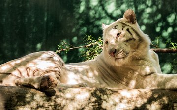 тигр, природа, белый, лежит, хищник, бревно