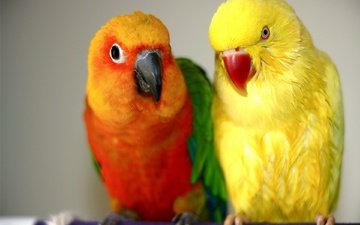 птицы, парочка, яркие, красивые, попугаи, неразлучники