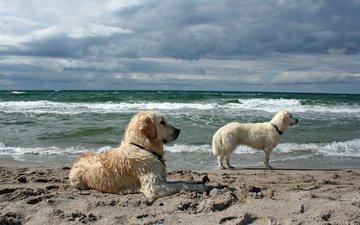 море, песок, пляж, собаки, золотистые ретриверы