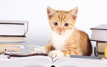 кошка, взгляд, очки, книги, котенок, рыжий, полосатый