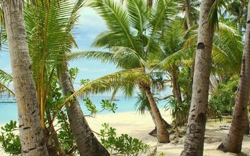 песок, пляж, пальмы, тропики