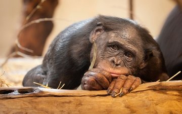 глаза, грусть, взгляд, обезьяна, шимпанзе