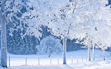 деревья, снег, лес, зима, иней, забор, тропинка, сугробы