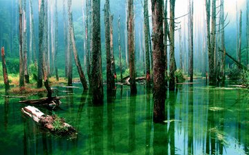 деревья, вода, природа, лес, болото, стволы, сухие, топь, мой дом