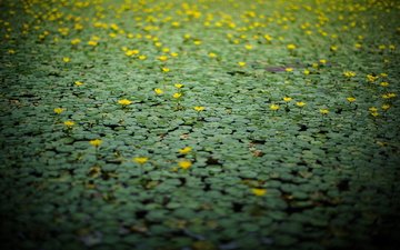 цветы, озеро, природа, лилии, желтые, поверхность, кувшинки