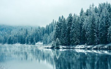 деревья, озеро, снег, лес, зима, отражение, туман