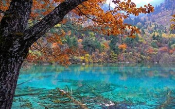 деревья, озеро, лес, осень, китай, национальный заповедник, озеро пяти цветов