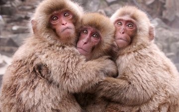 малыши, приматы, обезьянки, обезьяны, японские макаки