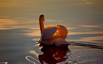 свет, озеро, отражение, белый, птица, лебедь