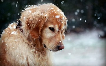снег, природа, собака, золотистый ретривер
