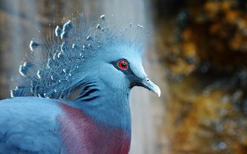 птица, клюв, перья, голубь, victoria crowned pigeon, венценосный, хохолок, веероносный венценосный голубь