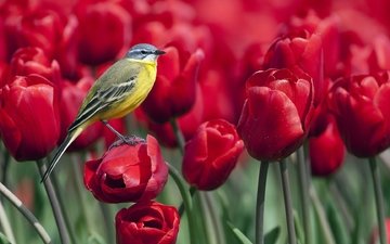 птица, весна, тюльпаны, синица, синичка цветы