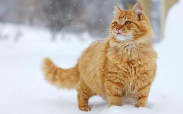 снег, зима, кот, кошка, пушистый, рыжий, полосатый, рыжий кот