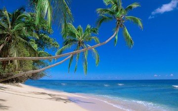 пляж, пальмы, тропики, мальдивы