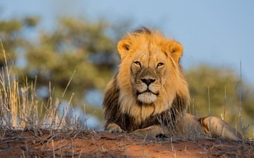 природа, лежит, африка, хищник, львы, лев, грива