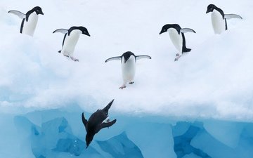 вода, снег, лёд, птицы, пингвины