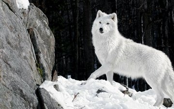 снег, камни, зима, шерсть, белый, хищник, волк