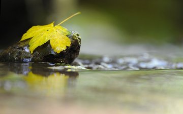вода, макро, отражение, осень, лист, камень