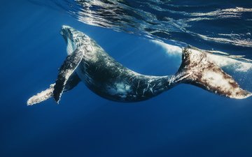 океан, кит, подводный мир, детеныш, большой голубой кит