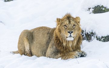 снег, зима, хищник, большая кошка, львы, лев