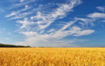небо, облака, деревья, поле, лето, колосья, пшеница
