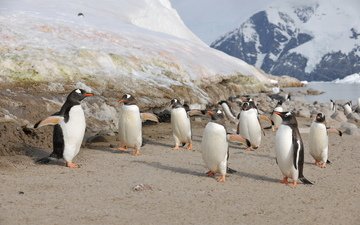 птицы, семья, пингвины, антарктика, птенцы