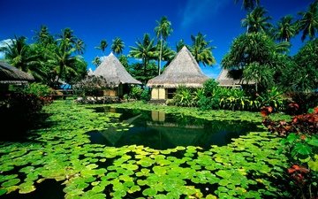 вода, домики, пальмы, тропики, кувшинки, экзотический курорт, райский остров