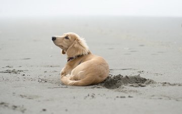 песок, пляж, собака, щенок, такса