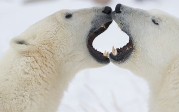 снег, борьба, медведь, клыки, белые, медведи