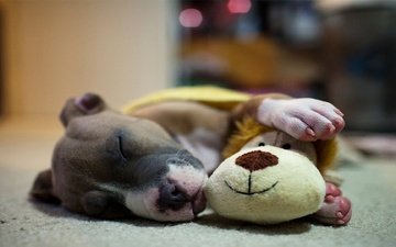 сон, собака, игрушка, щенок, питбуль